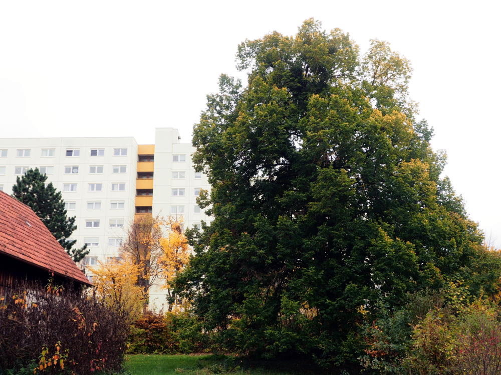 Baum in vergleich zu umliegenden Gebäuden