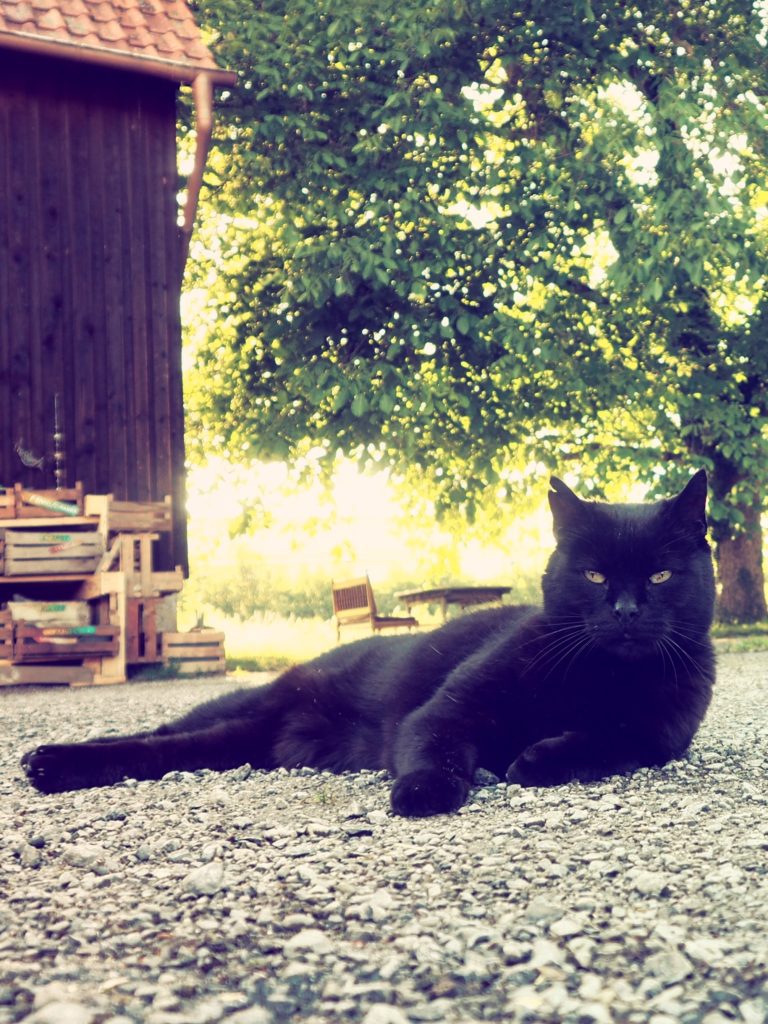 hier sieht man eine Katzen Namens Bernd