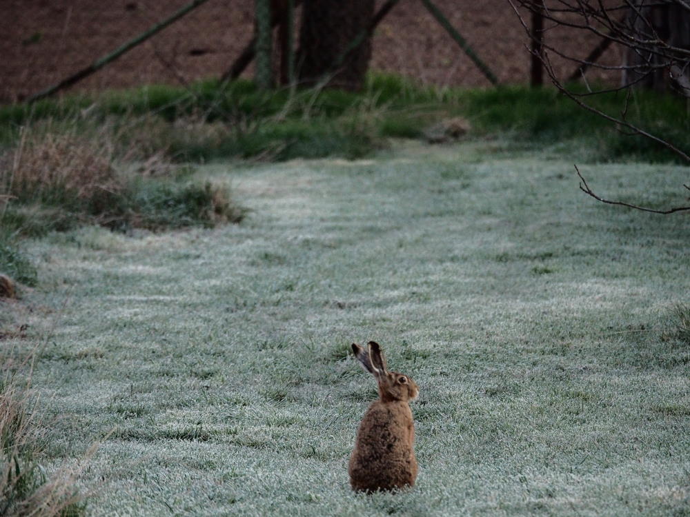 auf dem Bild ist ein Hase im Herbst zu sehen