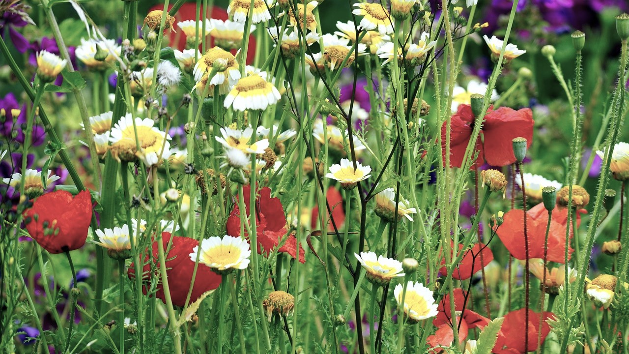 Perennial flower meadow