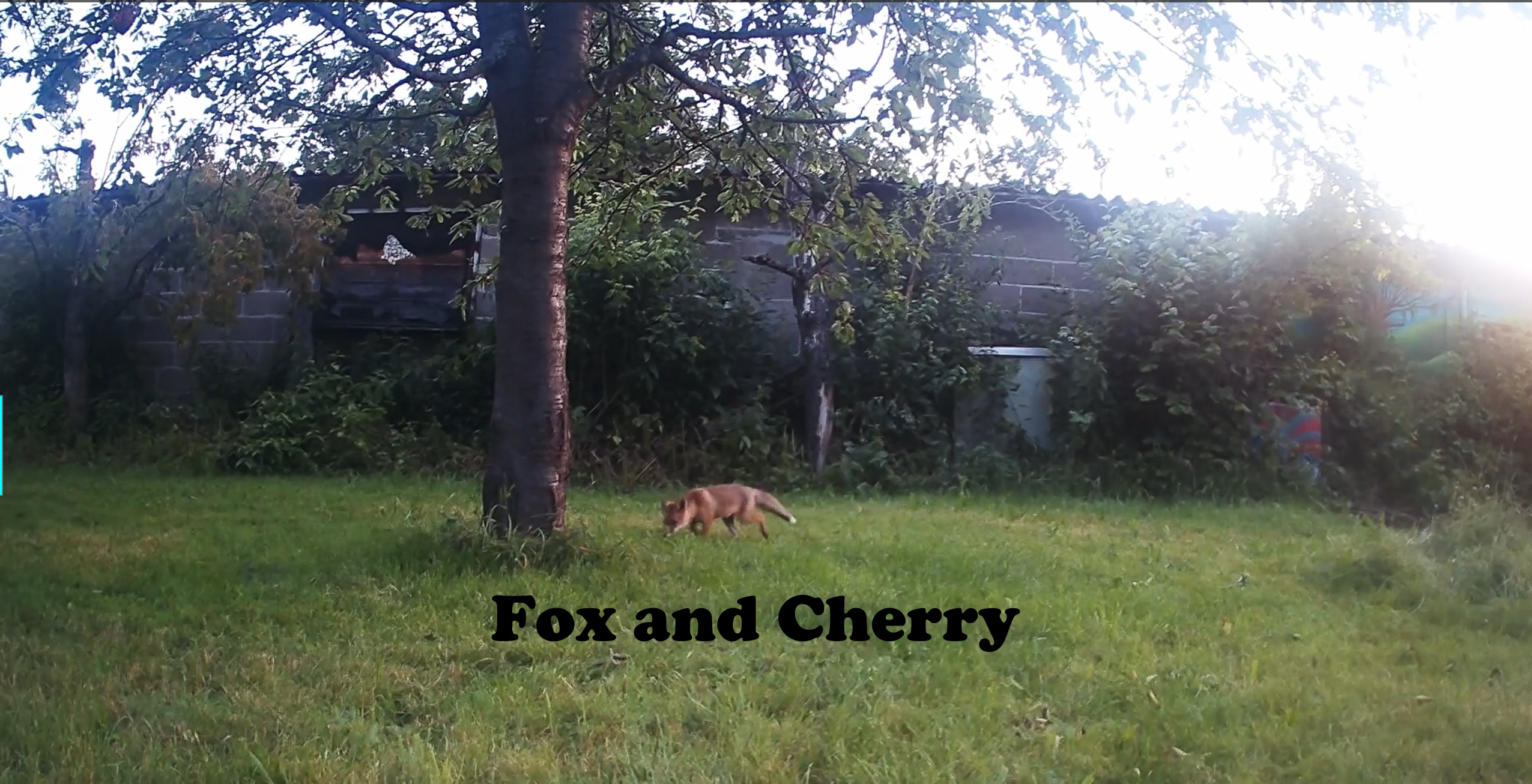 Fox & Cherry – A sweet deal