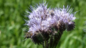 Unsere neue Blühwiese entsteht